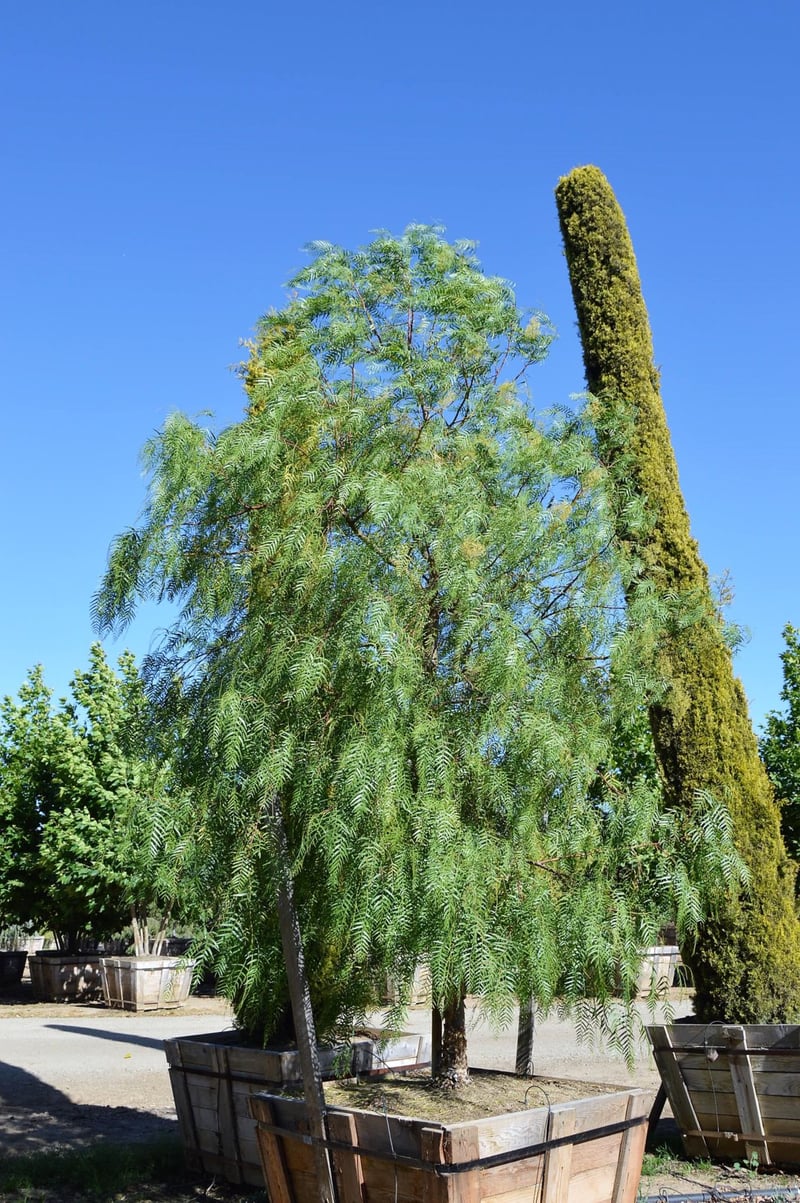 Photo for Schinus molle (Low Branch) (California Pepper Tree)