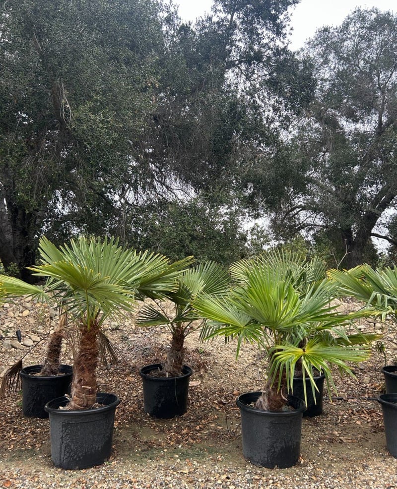 Photo for Trachycarpus fortunei (Windmill Palm)
