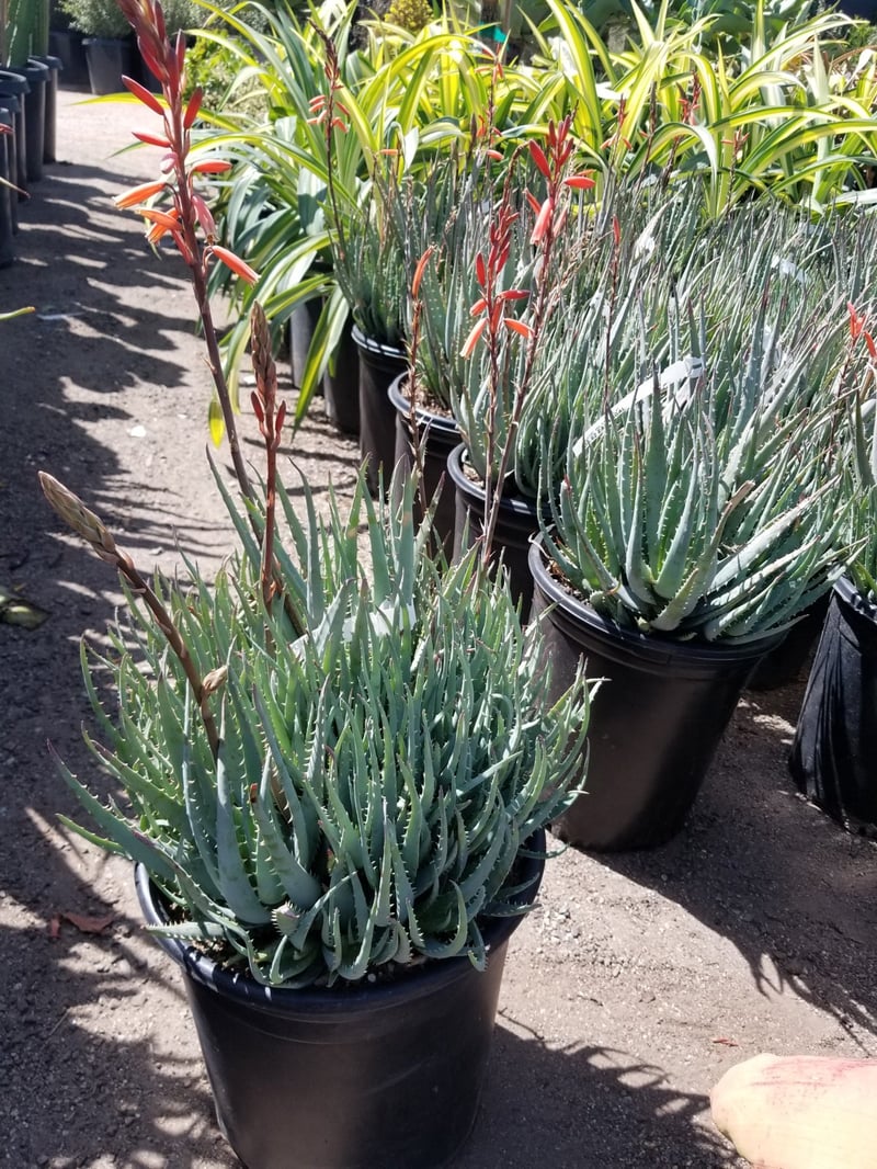 Photo for Aloe 'Blue Elf' (California Aloe, Blue Boy)