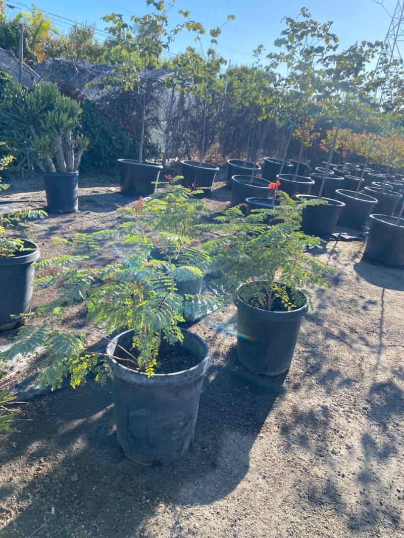 Photo for Caesalpinia pulcherrima (Red Bird of Paradise)