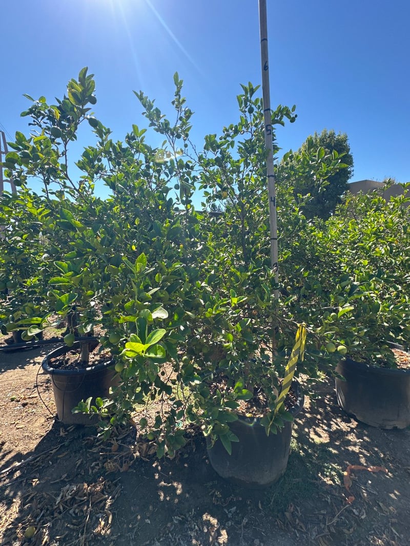 Photo for Citrus aurantifolia (Key Lime, Mexican Lime)