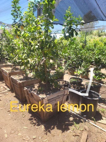 Photo for Citrus Lemon 'Eureka' (Semi-Dwarf) (Semi-Dwarf Eureka Lemon)
