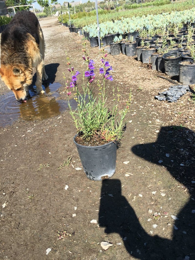 Photo for Penstemon heterophyllus 'Margarita BOP' (Margarita BOP Beardtongue)