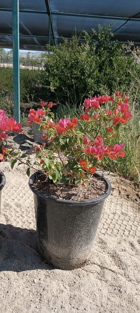 Photo for Bougainvillea 'Rosenka' (Rosenka Bougainvillea)