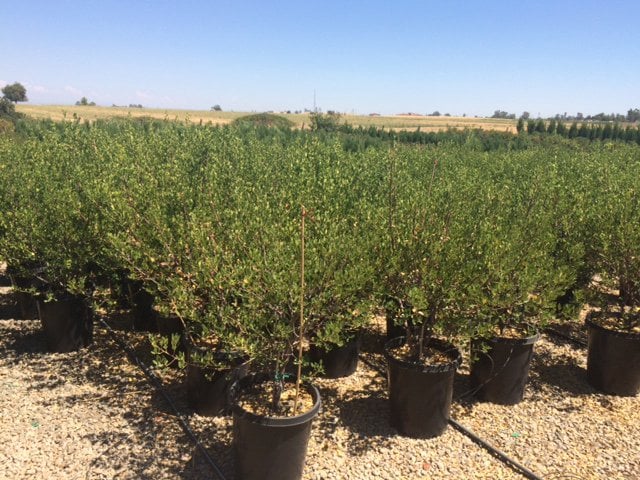 Photo for Rhamnus alaternus (Italian Buckthorn)