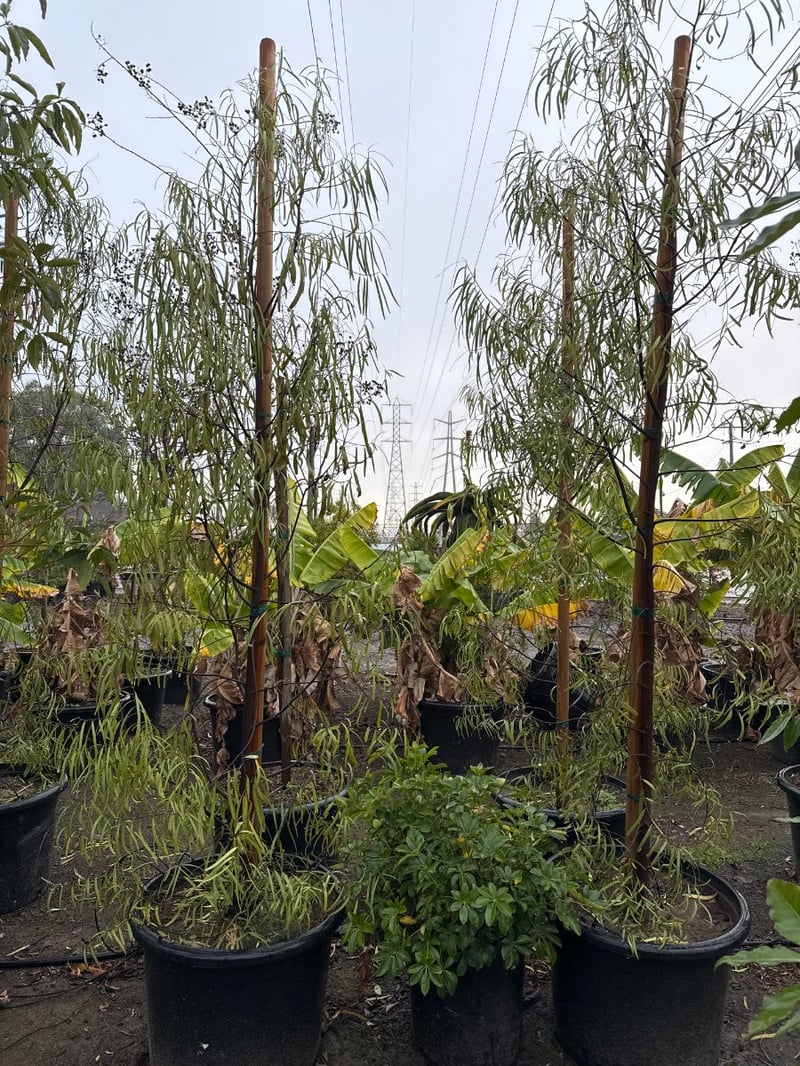 Photo for Geijera parviflora (Australian Willow)