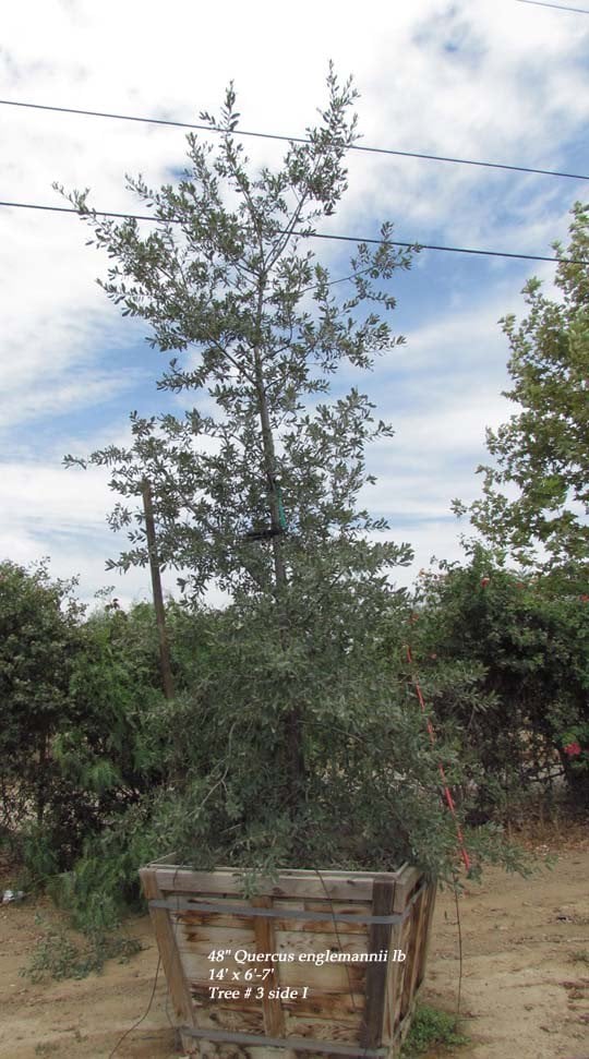 Photo for Quercus engelmannii (Mesa Oak, Engelmann Oak)