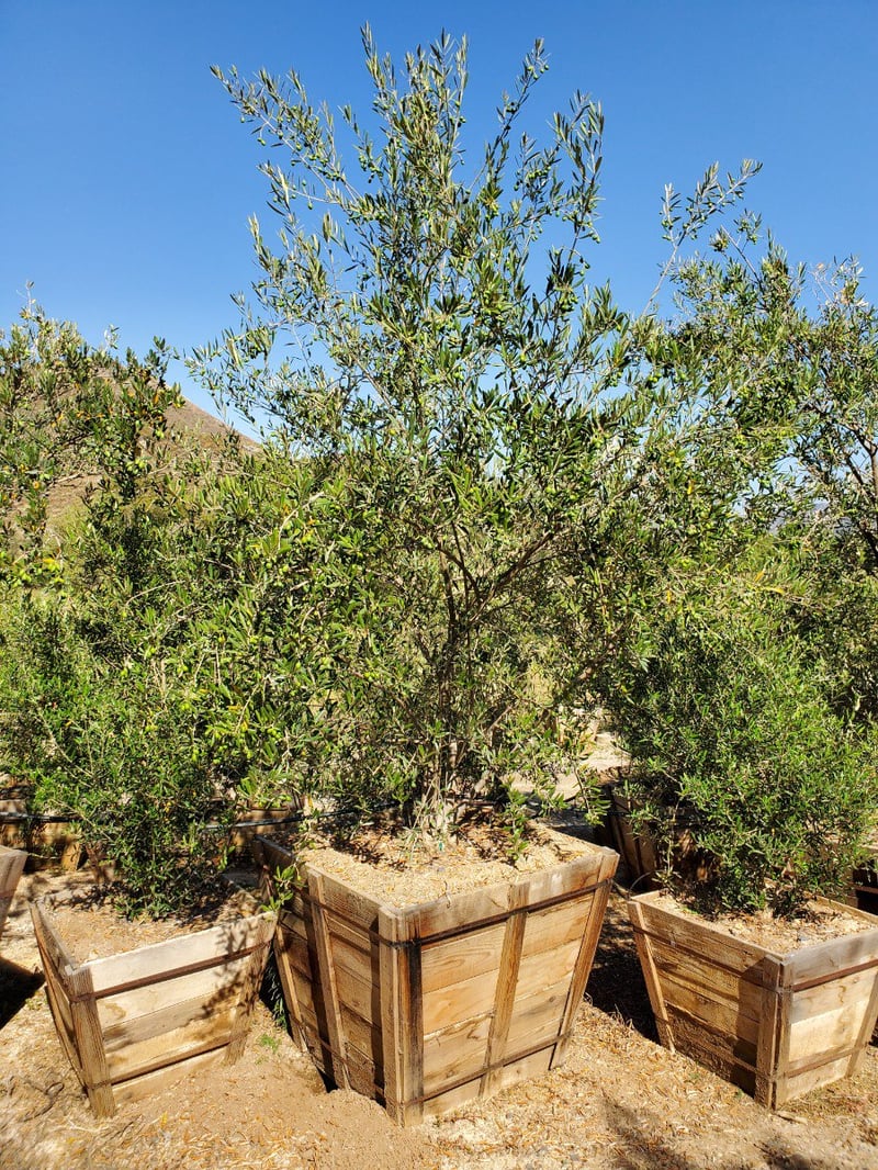 Photo for Olea europaea 'Manzanillo' (Manzanillo Olive)