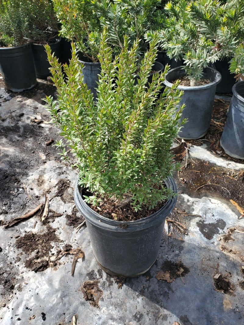 Photo for Myrtus communis 'Compacta' (Dwarf Myrtle)