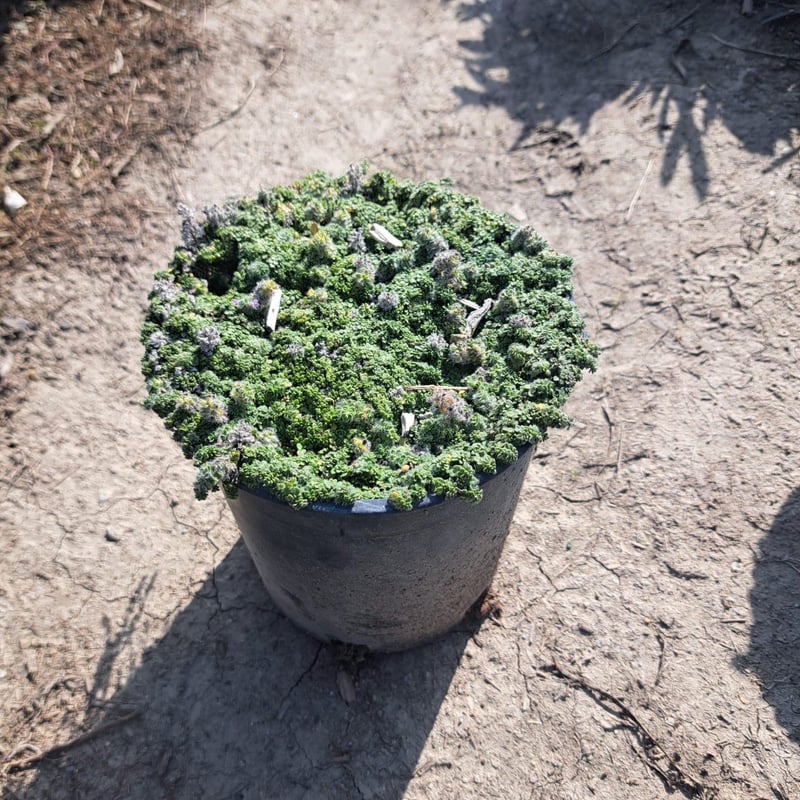 Photo for Thymus serpyllum 'Elfin' (Elfin Woolly Thyme)
