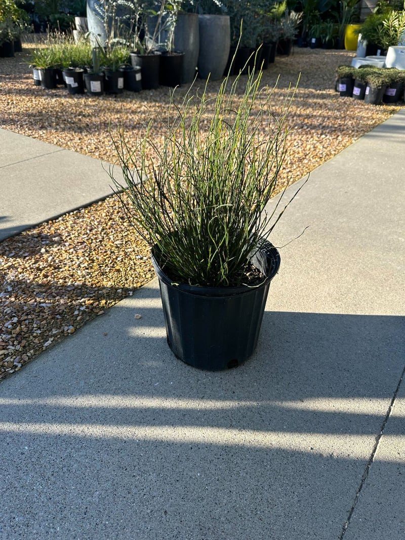 Photo for Chondropetalum tectorum 'El Campo' (El Campo Small Cape Rush)