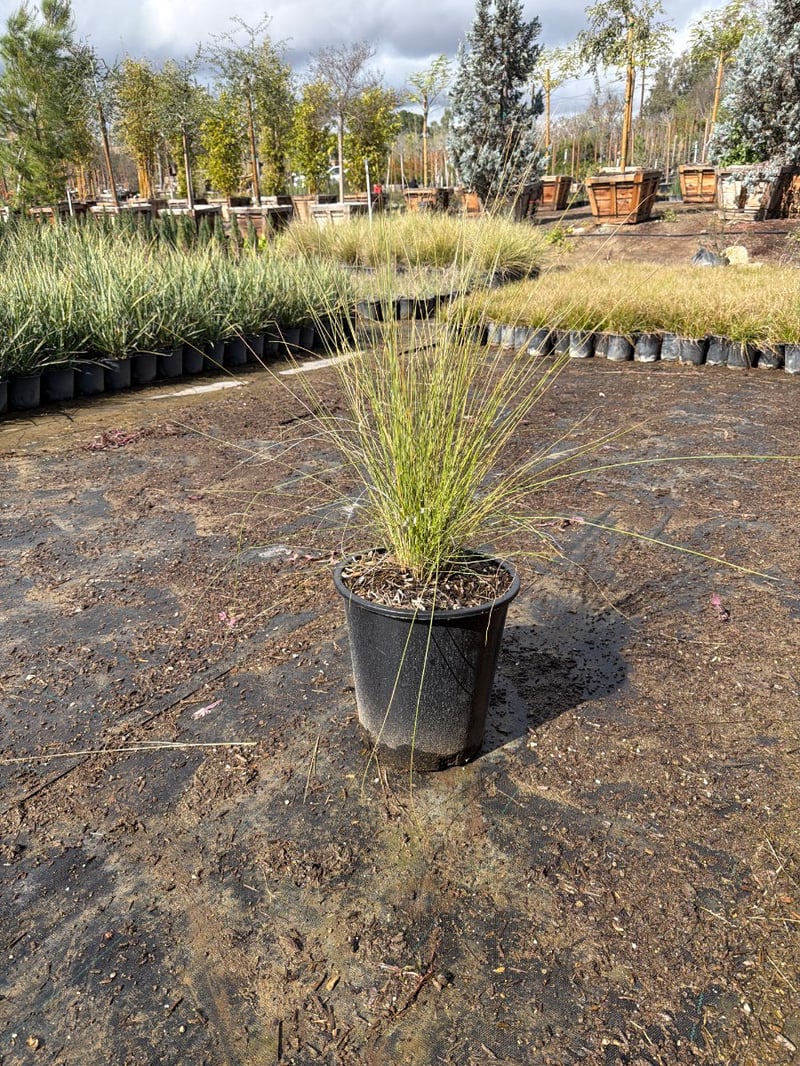 Photo for Muhlenbergia capillaris 'Regal Mist' (Gulf Muhly)