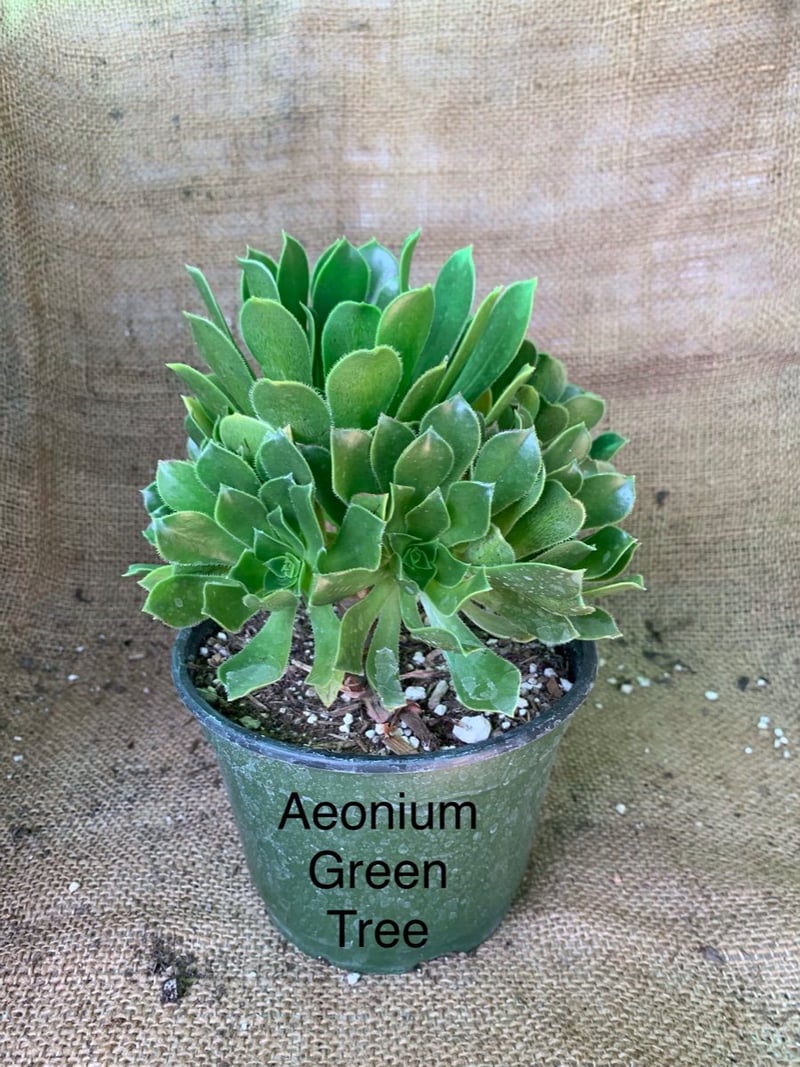 Photo for Aeonium arboreum (Green Tree Aeonium)