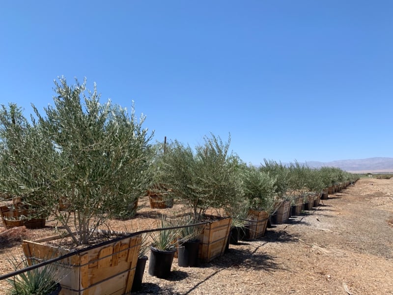 Photo for Olea europaea 'Wilsonii' (Wilsonii Fruitless Olive)
