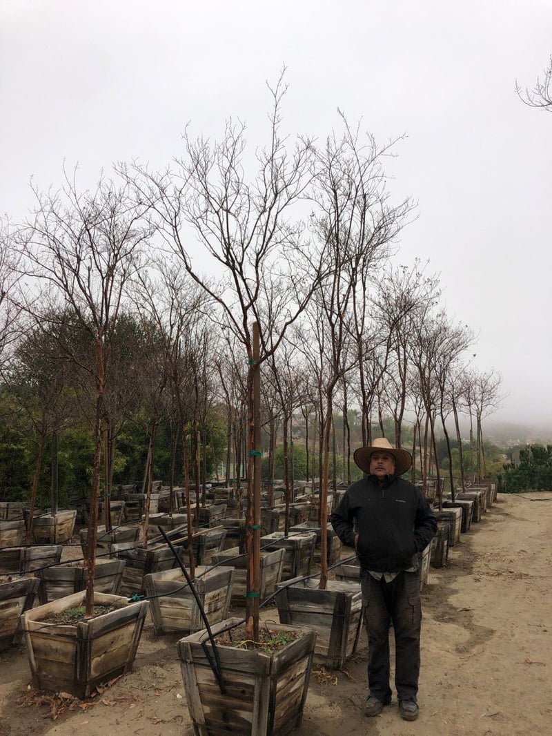 Photo for Lagerstroemia indica x fauriei 'Natchez' (Natchez Crape Myrtle)