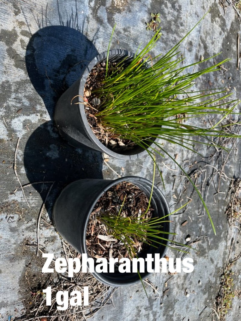 Photo for Zephyranthes candida (Fairy Lily)