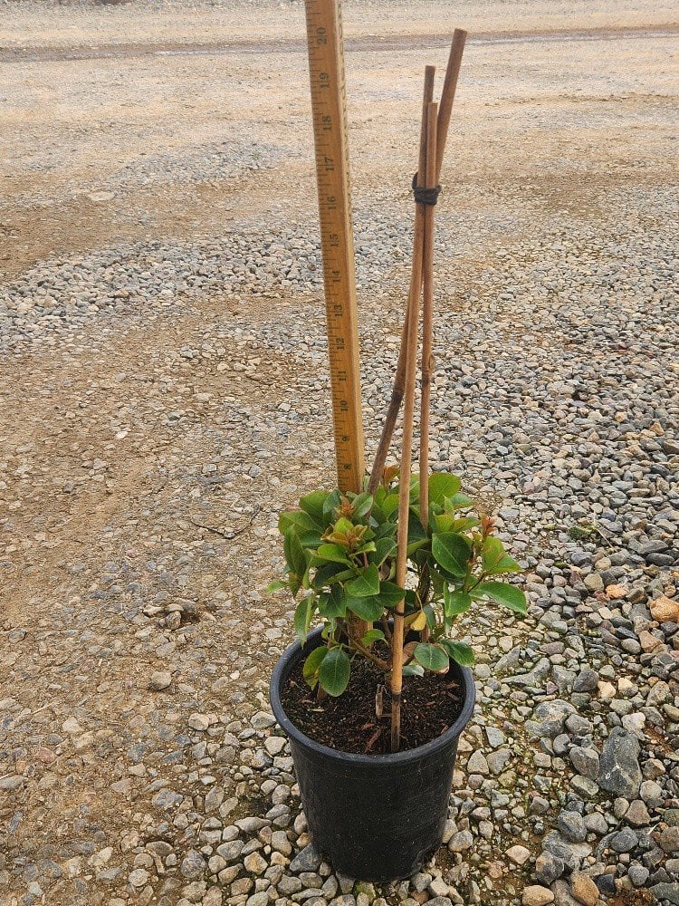 Photo for Mandevilla x 'Sunmandecos'  (Mandevilla 'Sun Parasol Giant Pink')