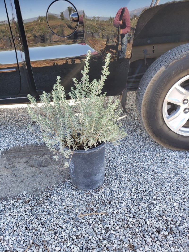 Photo for Leucophyllum langmaniae 'Lynn's Legacy' (Lynn's Legacy Texas Ranger)
