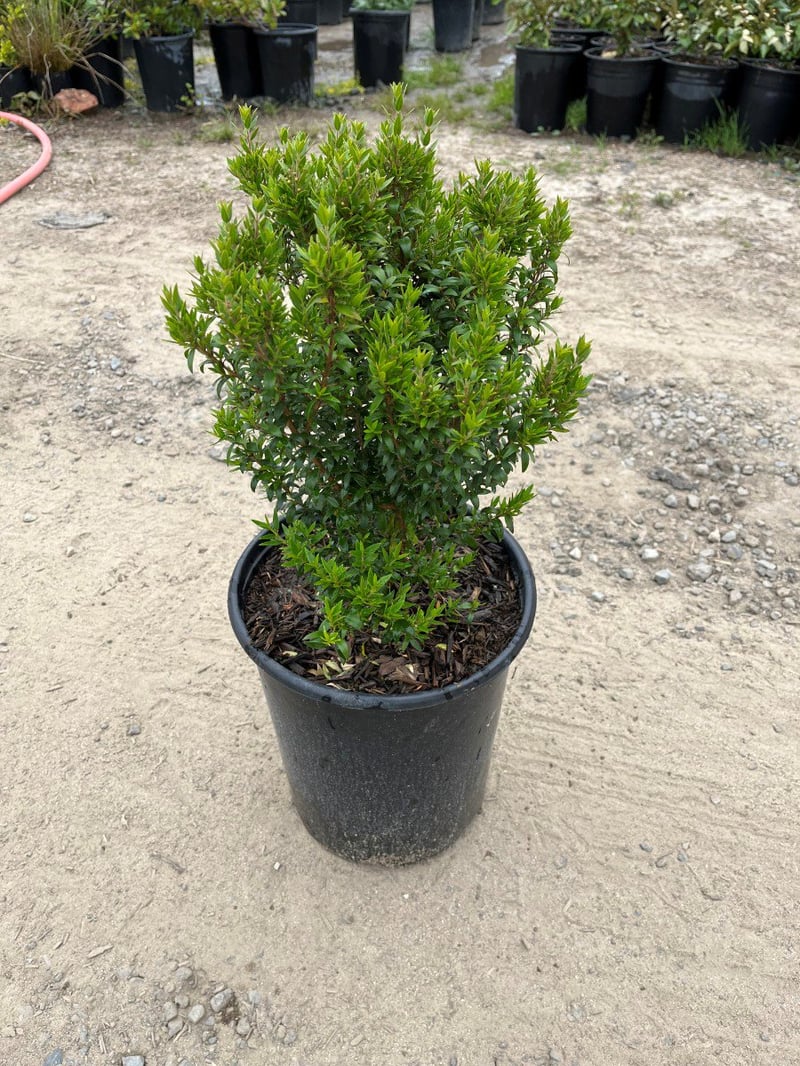 Photo for Myrtus communis 'Compacta' (Dwarf Myrtle)