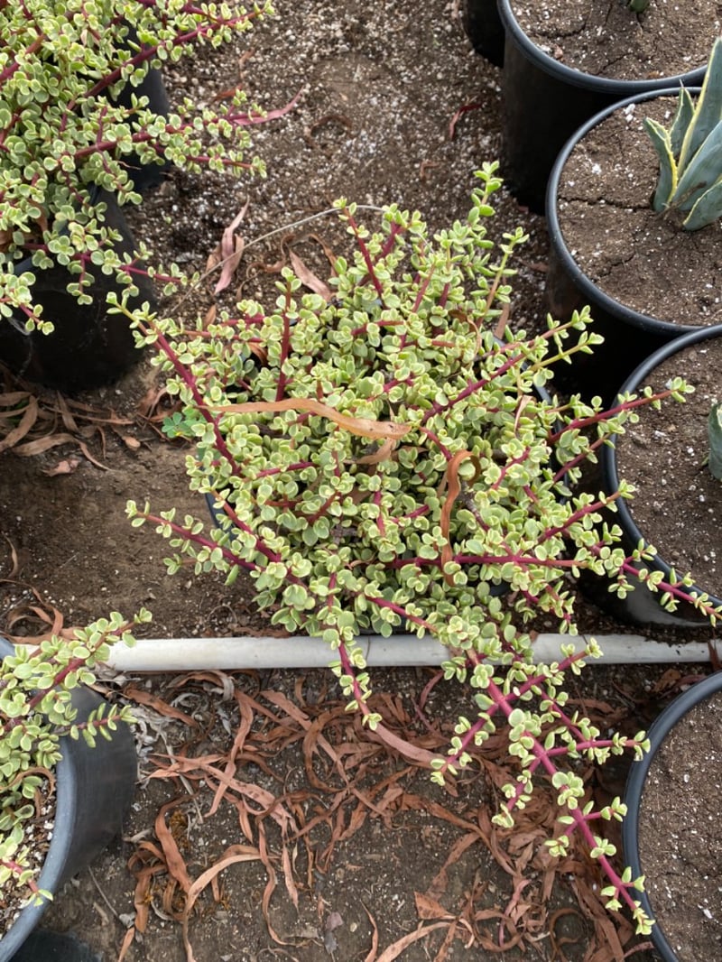 Photo for Portulacaria afra 'Variegata' (Rainbow Bush)