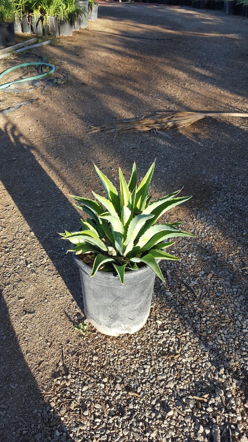 Photo for Agave desmetiana (Smooth Agave)
