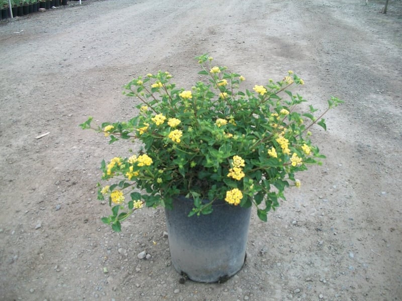 Photo for Lantana camara 'Yellow Trailing' (Yellow Spreading Lantana)