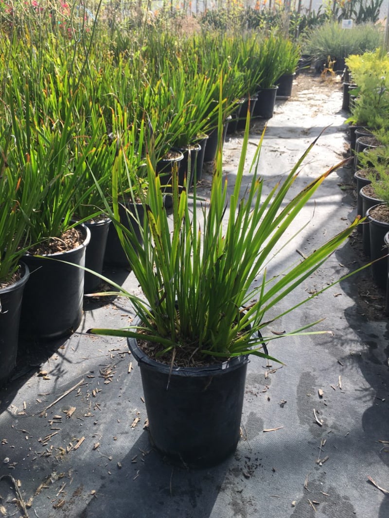 Photo for Anigozanthos flavidus (Kangaroo Paw)