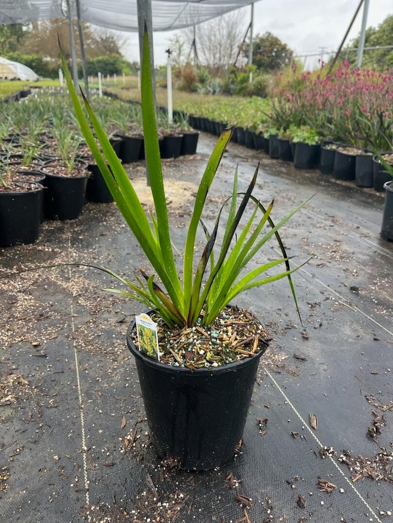 Photo for Anigozanthos 'Yellow Gem' (Red-Yellow Kangaroo Paw )