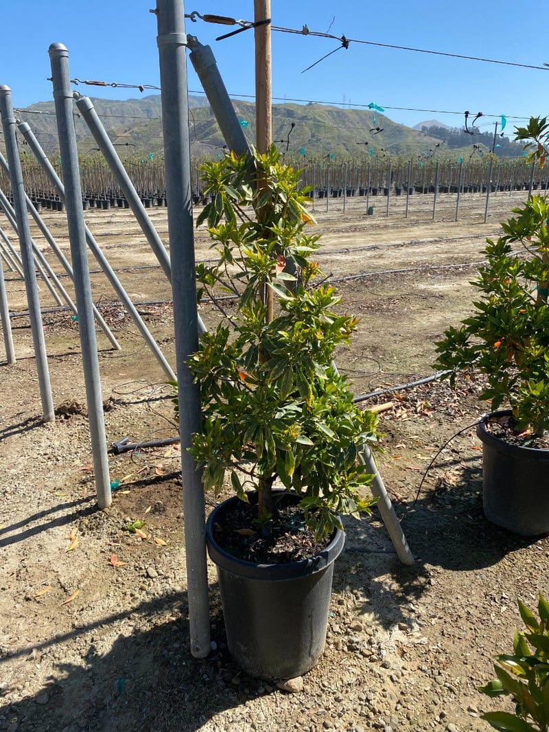 Photo for Elaeocarpus decipiens (Japanese Blueberry Tree)
