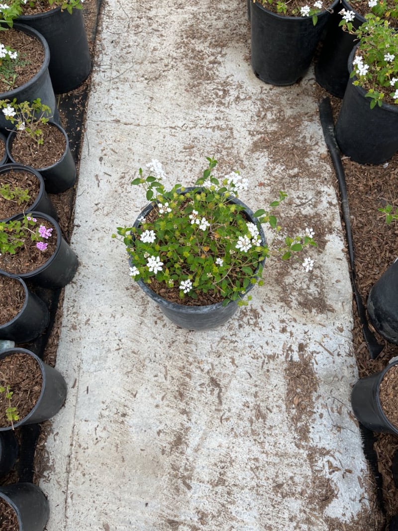Photo for Lantana montevidensis 'Alba' (White Trailing Lantana)