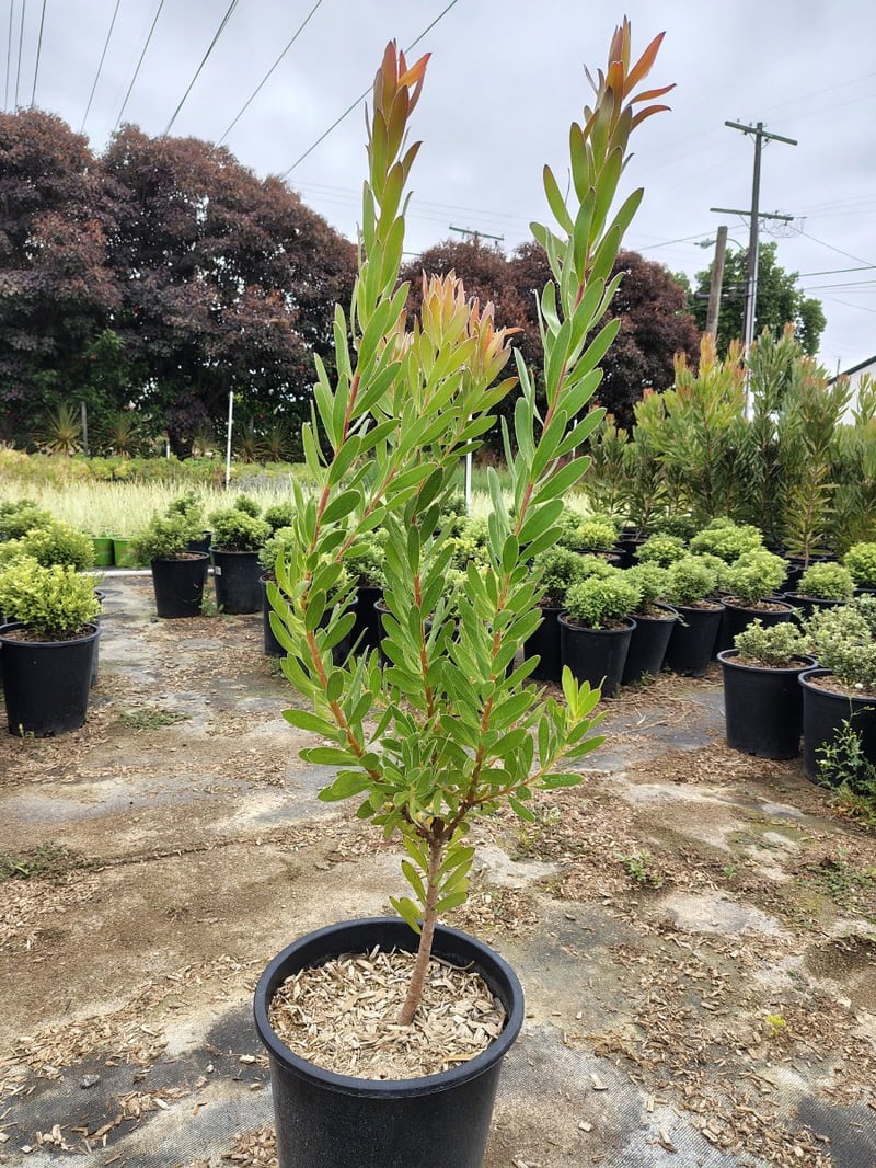 Photo for Leucadendron 'Safari Goldstrike' (Yellow Conebush)