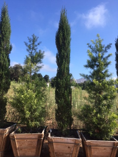 Photo for Cupressus sempervirens (Italian Cypress)