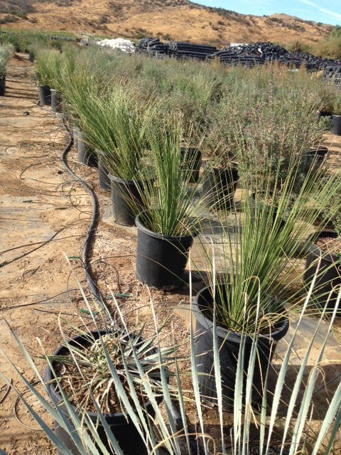 Photo for Dasylirion wheeleri (Spoon Yucca, Blue Sotol)