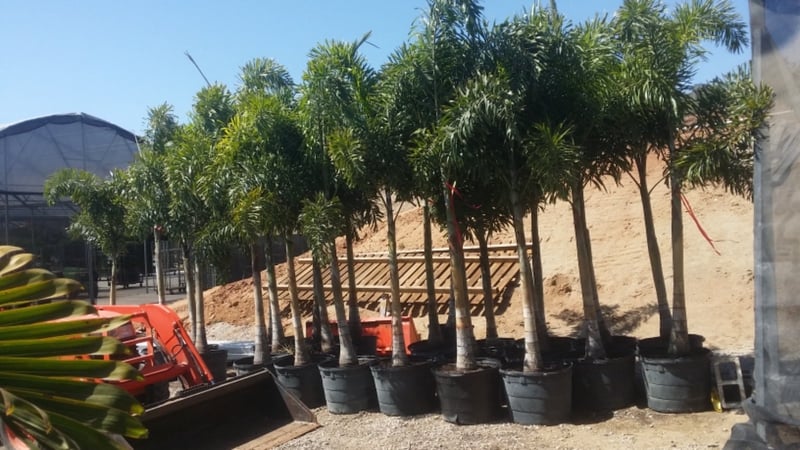 Photo for Wodyetia bifurcata (Foxtail Palm)