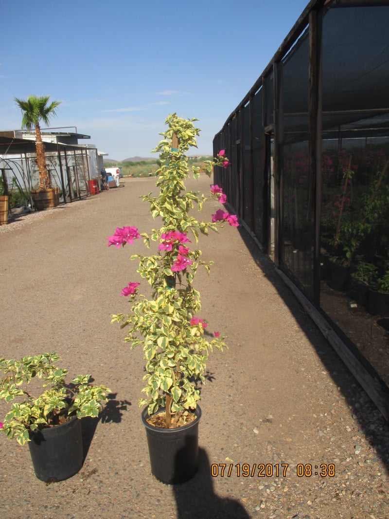 Photo for Bougainvillea 'Raspberry Ice' (Raspberry Ice Bougainvillea)