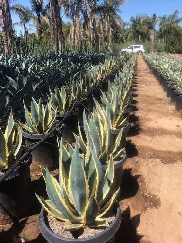 Photo for Agave americana var. marginata (Variegated Century Plant)