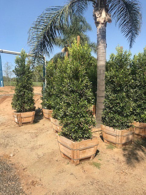 Photo for Ficus microcarpa nitida (Indian Laurel)