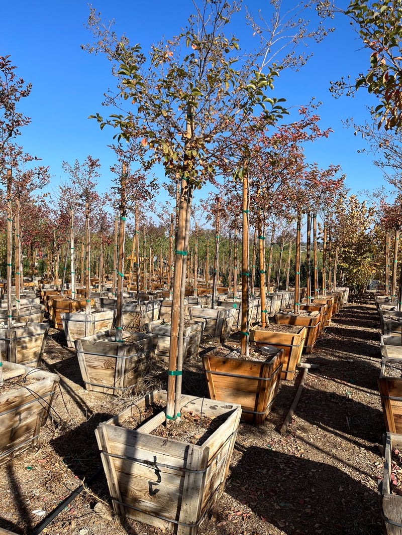 Photo for Lagerstroemia indica 'Watermelon Red' (Watermelon Red Crape Myrtle)