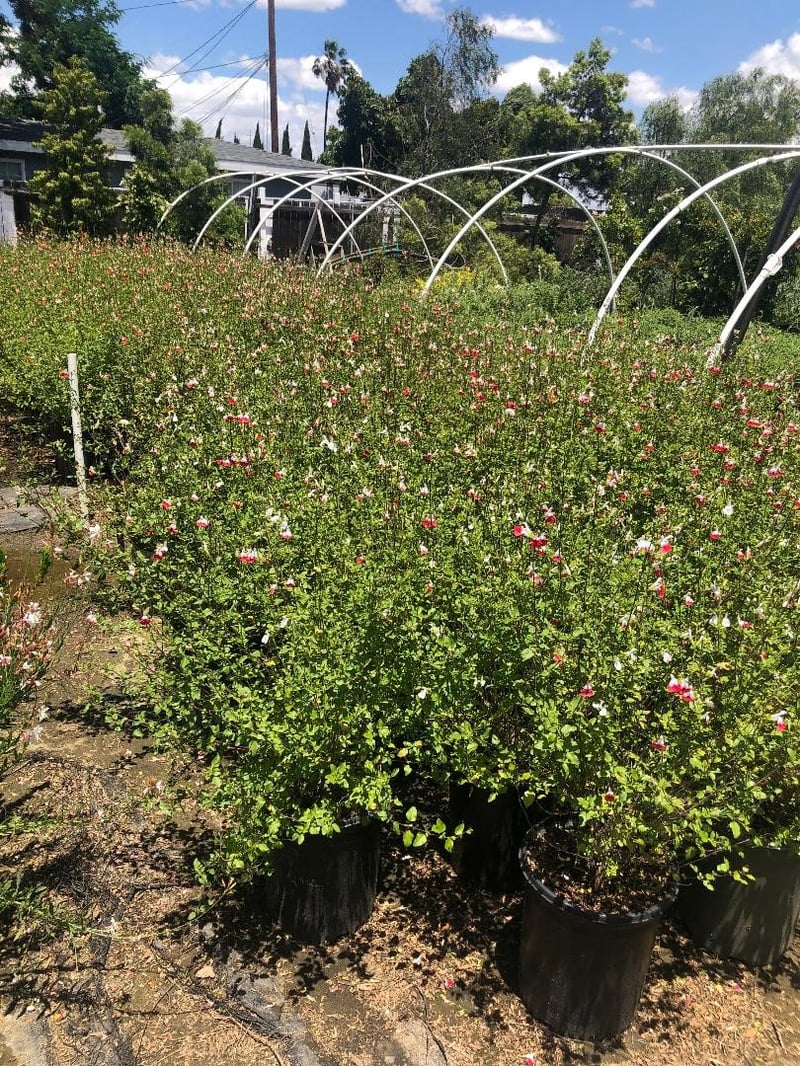 Photo for Salvia microphylla 'Hot Lips' (Hot Lips Sage)