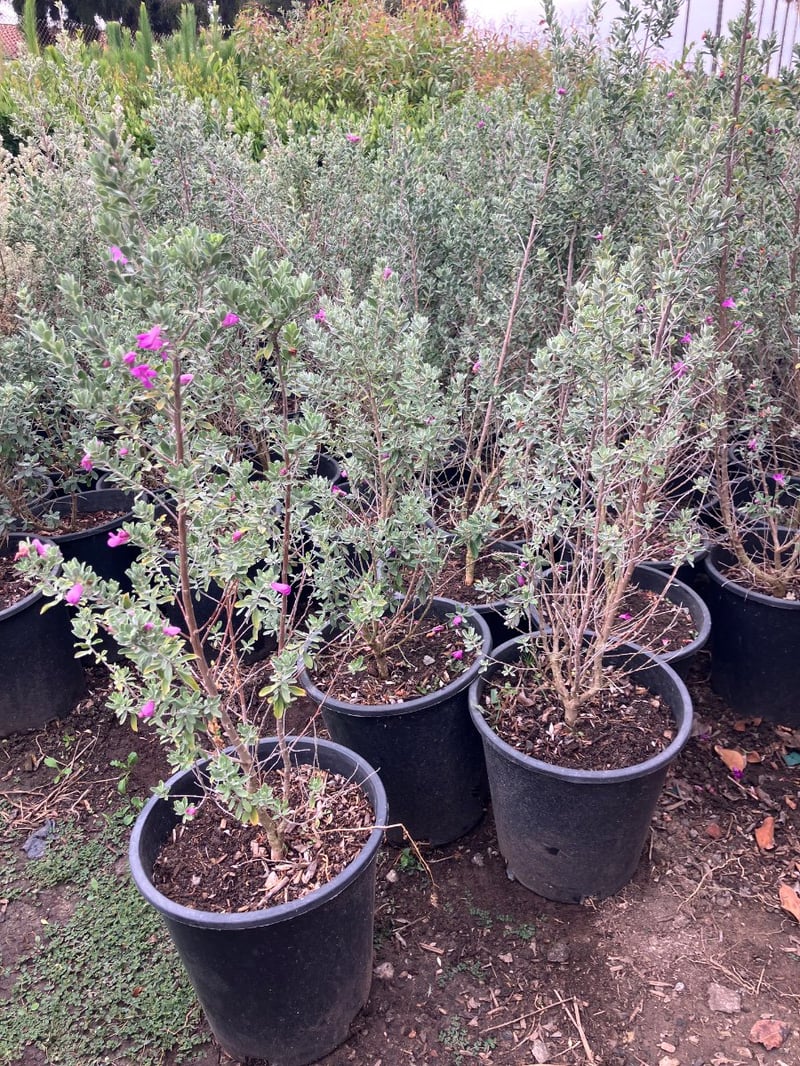 Photo for Leucophyllum frutescens 'Green Cloud' (Green Cloud Texas Ranger)