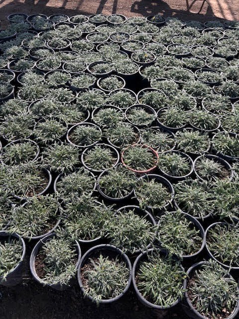 Photo for Dymondia margaretae (Silver Carpet)