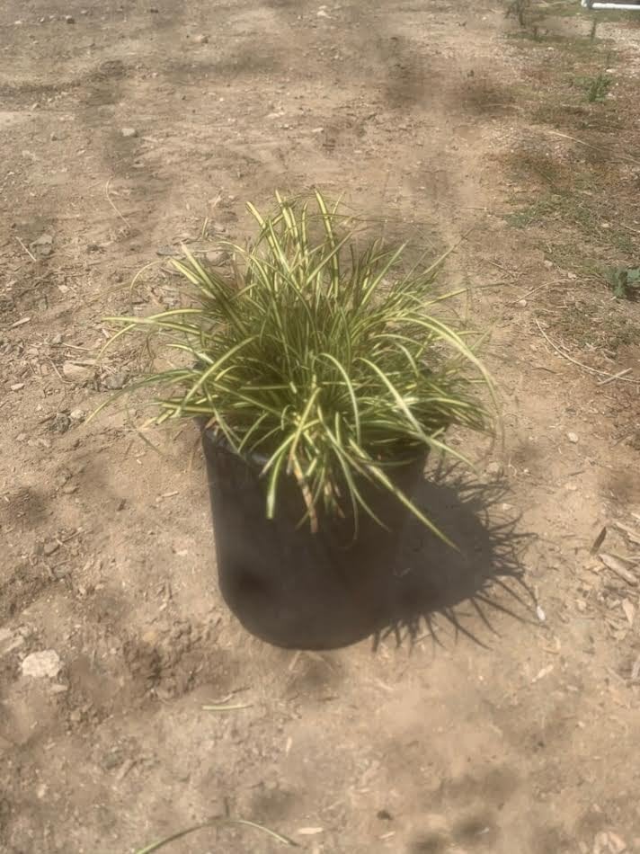 Photo for Carex elata 'Evergold' (Evergold Golden Sedge)