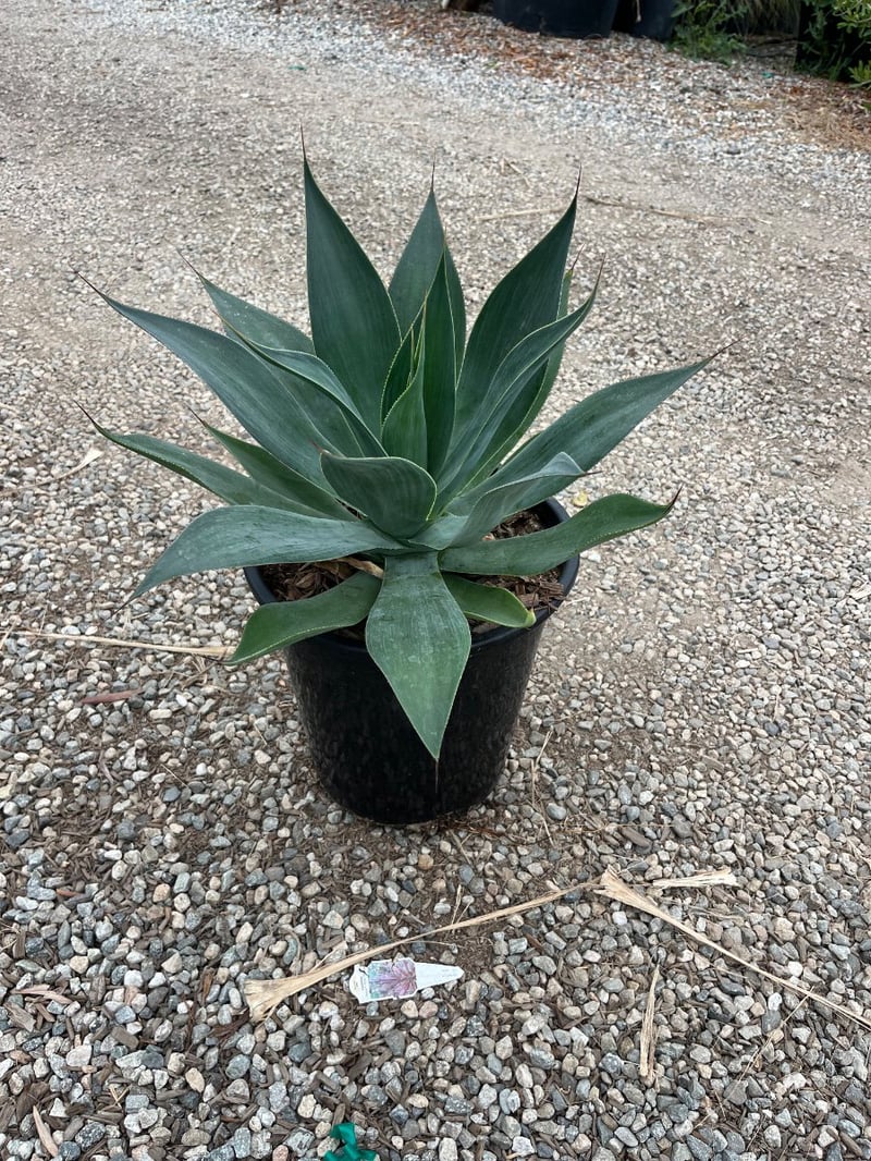 Photo for Agave attenuata 'Blue Flame' (Blue Flame Agave)