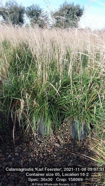 Photo for Calamagrostis × acutiflora 'Karl Foerster' (Karl Foerster Feather Reed Grass)