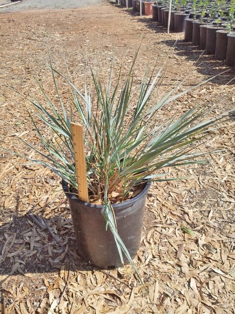 Photo for Leymus condensatus (Wild Rye)