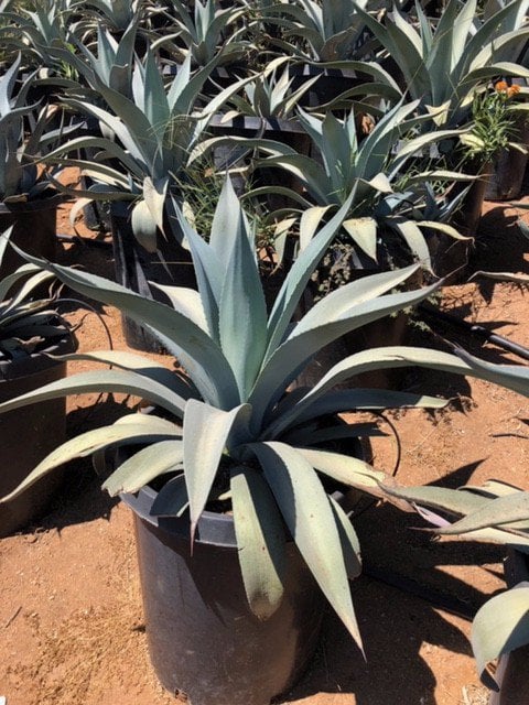 Photo for Agave weberi (Weber Agave)