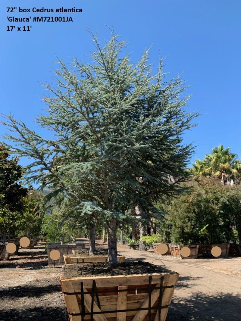 Photo for Cedrus atlantica 'Glauca' (Blue Atlas Cedar)