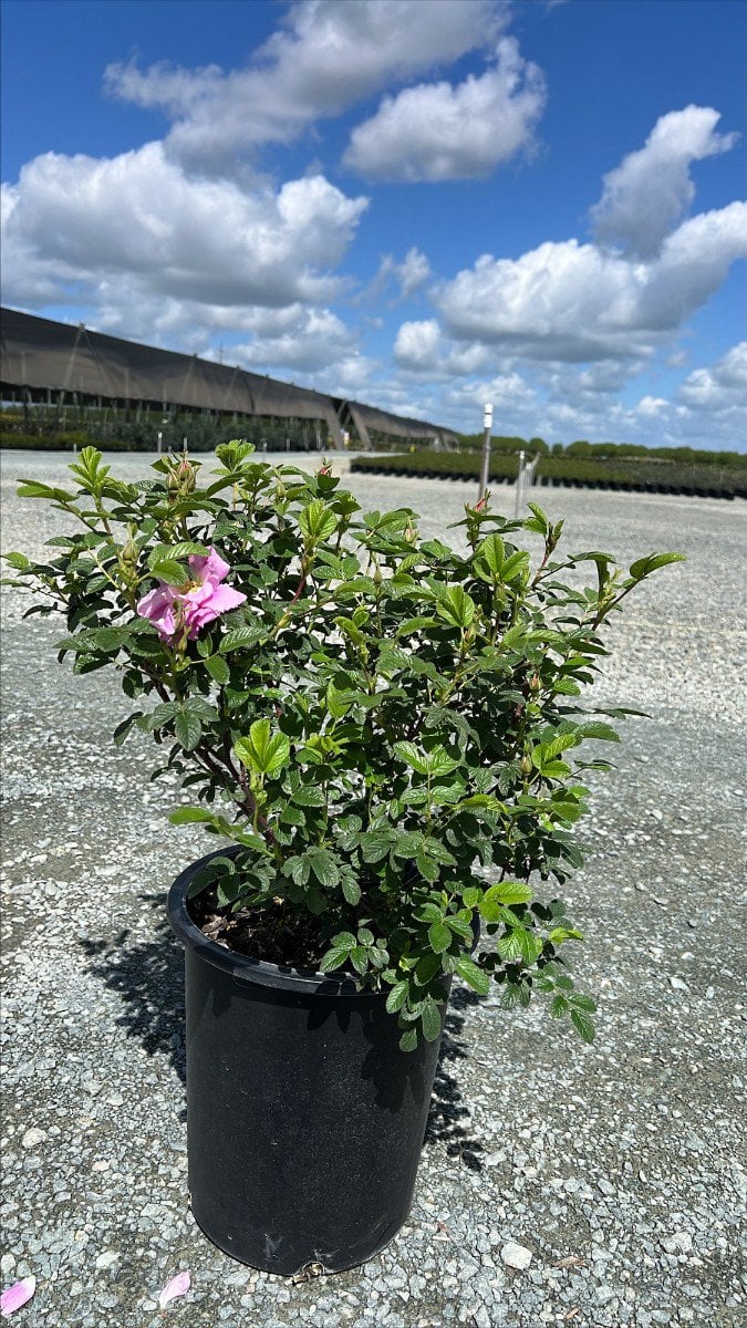 Photo for Rosa rugosa (Rugosa Rose)
