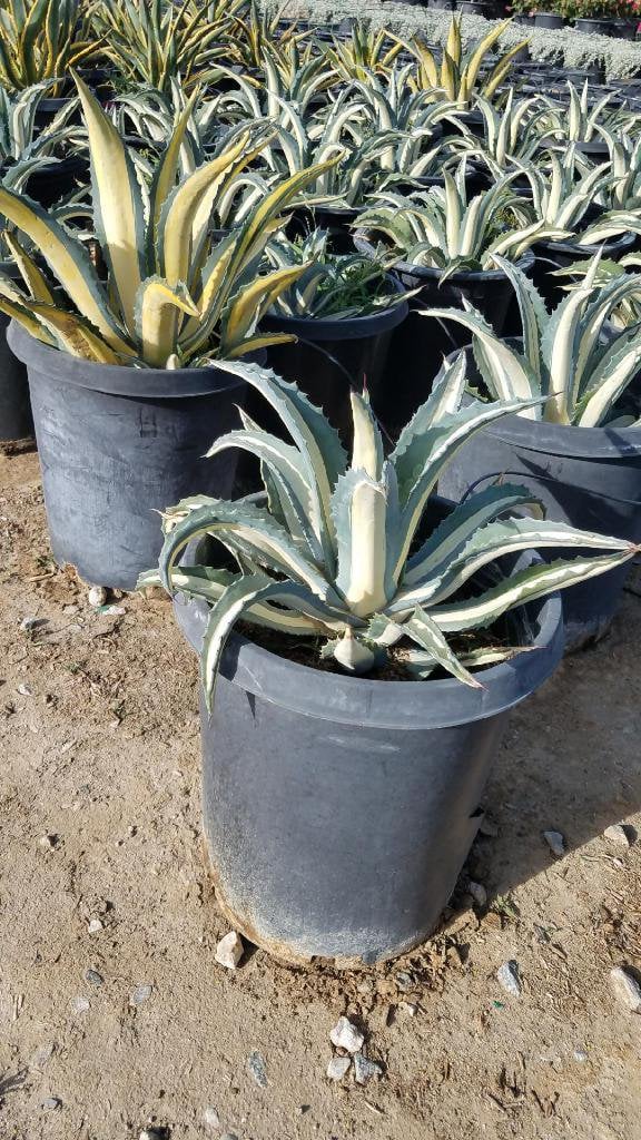 Photo for Agave americana var. 'Mediopicta Alba' (White Striped Century Plant)