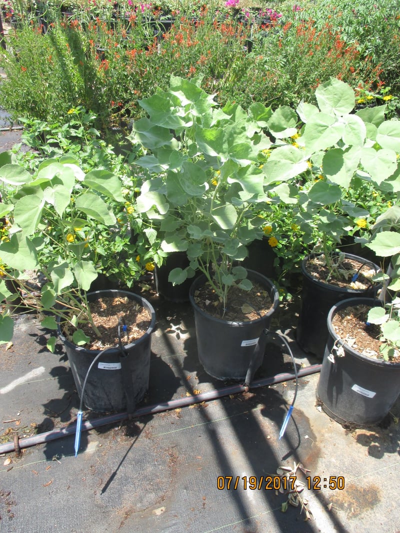 Photo for Abutilon palmeri (Indian Mallow)